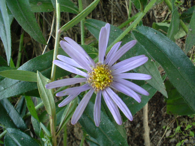 Galatella linosyris (=Aster linosyris) / Astro spillo d''oro